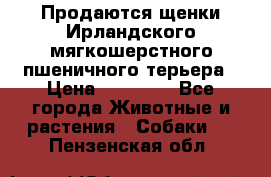 Продаются щенки Ирландского мягкошерстного пшеничного терьера › Цена ­ 30 000 - Все города Животные и растения » Собаки   . Пензенская обл.